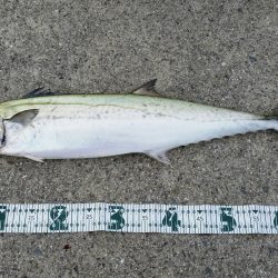 サワラ釣れてます！